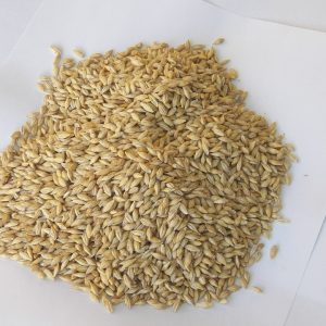 barley-seeds-524679_960_720